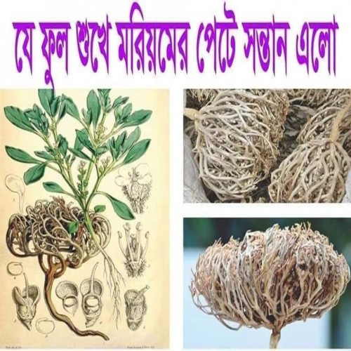 Moriom Flower midium size | Products | B Bazar | A Big Online Market Place and Reseller Platform in Bangladesh