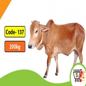 Organic Red cow 200kg (425tk)