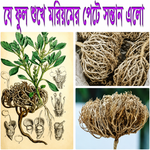 Moriom Flower small size | Products | B Bazar | A Big Online Market Place and Reseller Platform in Bangladesh