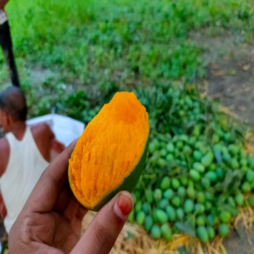 Original Rajshahi Mango 10 kg | Products | B Bazar | A Big Online Market Place and Reseller Platform in Bangladesh